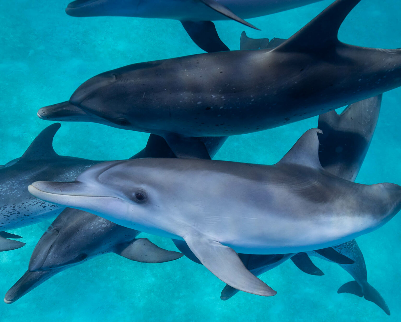 Wild Dolphin Swim | Communicate with Dolphins | Mary J. Getten